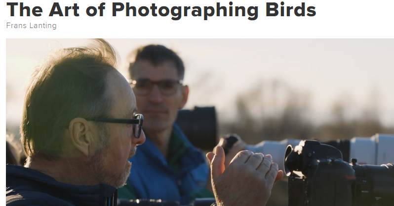 Cursos de fotografía CreativeLive: El arte de fotografiar pájaros por Frans Lanting