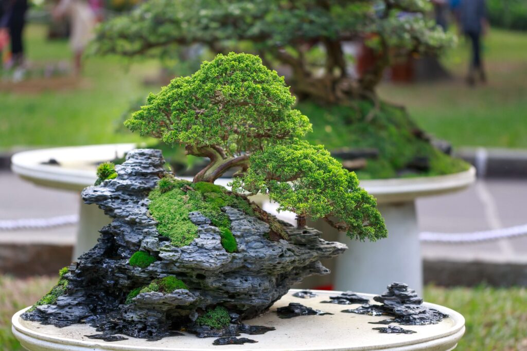 árvores de bonsai