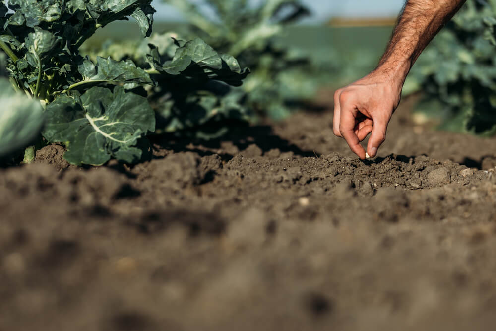 Essays About Nature: Schadet oder hilft die Landwirtschaft der Natur?