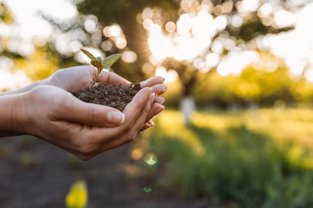 Saggi sulla Terra: piantare alberi e rimboschire aiuta a limitare il riscaldamento globale