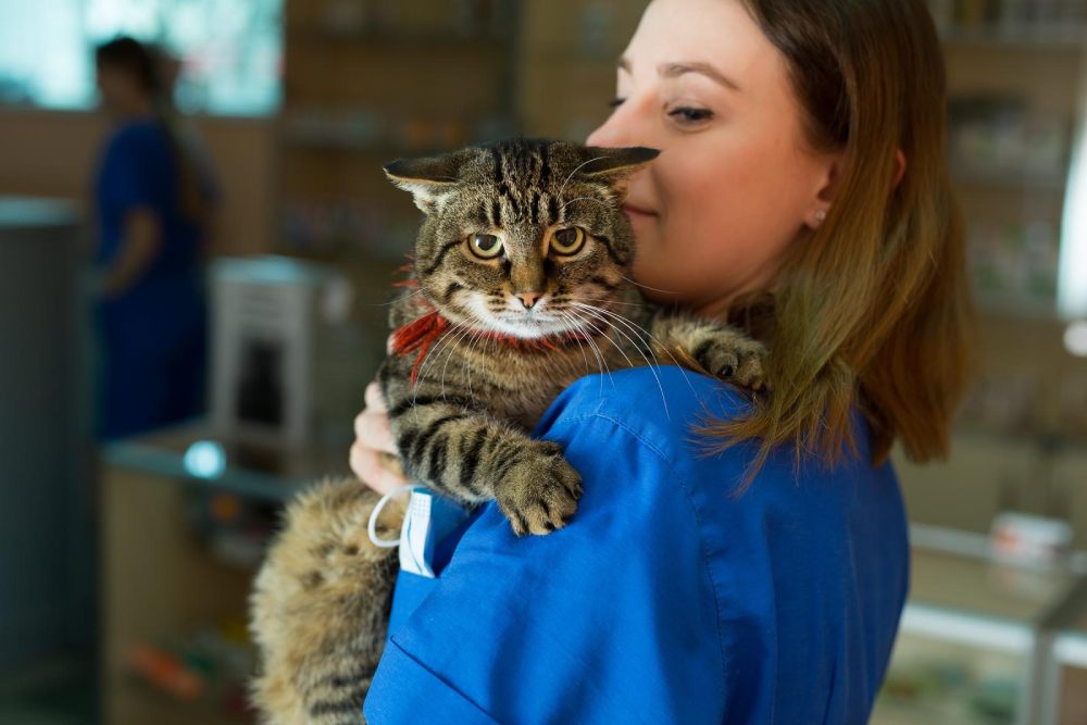 I migliori animali domestici del mondo