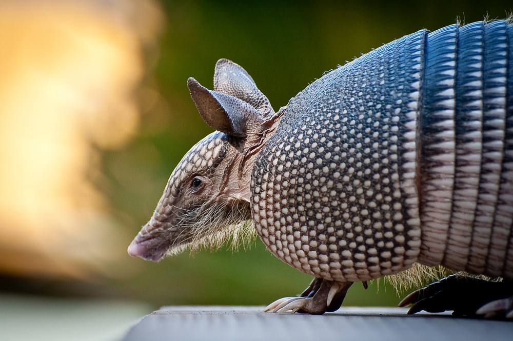 Des animaux étrangement mignons