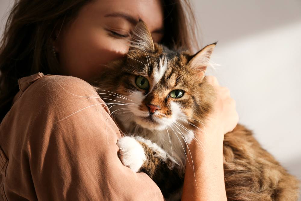 Les avantages d'élever un chat