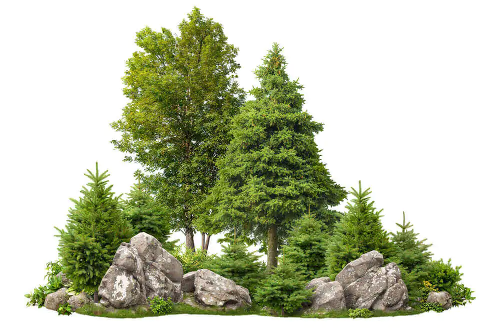 Roche découpée entourée de sapins. Conception de jardin isolée sur fond blanc.